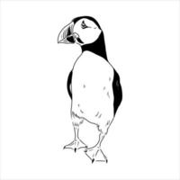 the puffin bird is flying vector sketch