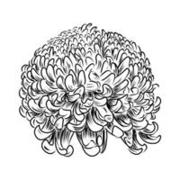 chrysanthemum vector sketch