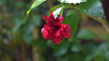 red hibiscus flowers on the tree