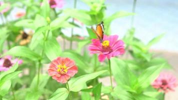 linda borboleta se alimenta de néctar das flores. video
