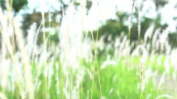 witte grasbloemen in de regenachtige achtergrond van de seizoenaard video