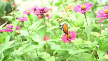 hermosa mariposa se alimenta del néctar de las flores. video