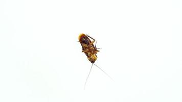 cockroach is dying on a white background. video