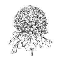 chrysanthemum vector sketch