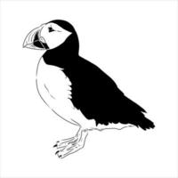 the puffin bird is flying vector sketch