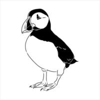 the puffin bird is flying vector sketch