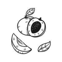 melocotón fruta doodle conjunto dibujado a mano ilustración vector