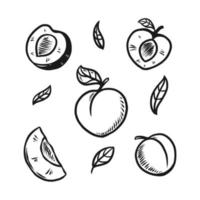 melocotón fruta doodle conjunto dibujado a mano ilustración vector