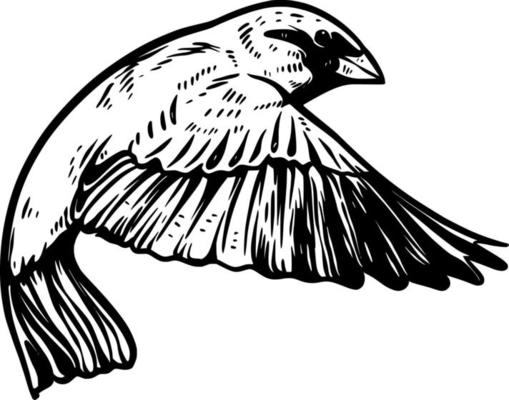 sparrow bird hand drawn illustration