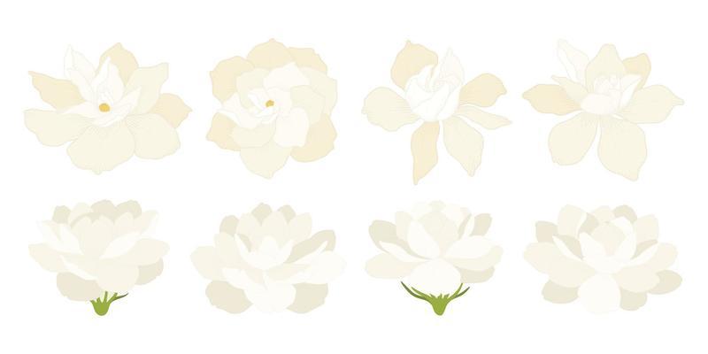 Jasmine Flower Vector Art, Icons, and Graphics for Free Download