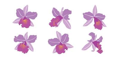 conjunto de ilustración de flores florecientes de orquídeas púrpuras. vector