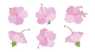 Set of pink hibiscus blooming flowers illustration.