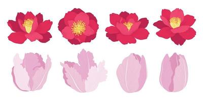 Set of colorful blooming flowers illustration. vector