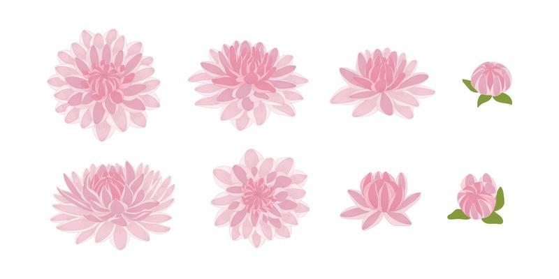 Dahlia Vector Art, Icons, and Graphics for Free Download