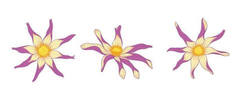 conjunto de ilustración de flores florecientes de dalia púrpura. vector