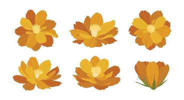 Set of cosmos blooming flowers illustration. vector