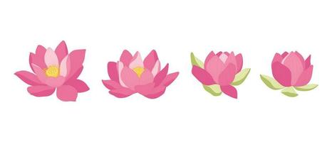 Set of pink lotus blooming flowers illustration. vector