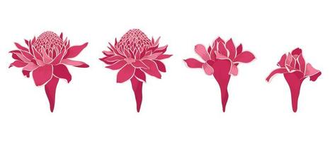 Set of red torch ginger blooming flowers illustration. vector