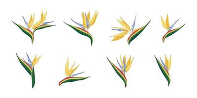 Set of bird of paradise blooming flowers illustration. vector