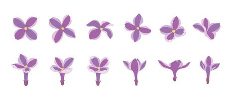Set of purple lilac blooming flowers illustration.