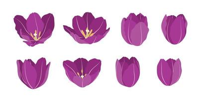 conjunto de ilustración de flores florecientes de tulipán púrpura. vector