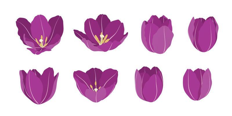 Purple Tulip Vector Art, Icons, and Graphics for Free Download