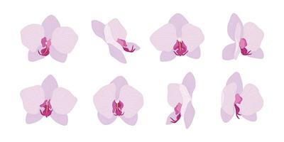 Set of pink orchid blooming flowers illustration. vector