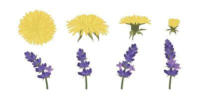 Set of colorful blooming flowers illustration. vector