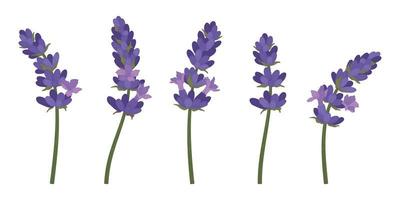 conjunto de ilustración de flores florecientes de lavanda púrpura. vector