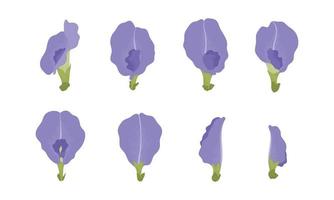 Set of blue pea blooming flowers illustration. vector