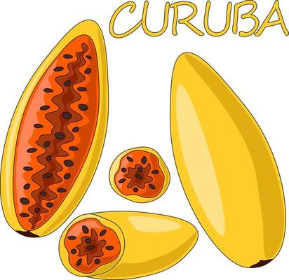 Mini set with exotic fruit curuba. Draw illustration in color