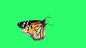 Nahaufnahme schöner orangefarbener Schmetterling auf grünem Hintergrund. video