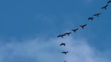 bandada de cormoranes volando en el cielo.