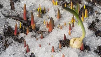 Time Lapse shot of melting snow video