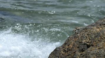 krab op de rots op het strand video