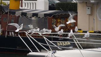 Flock of seagulls gathered on a boat railing video