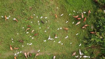 Luftaufnahme Blick nach unten Reiher Vögel fliegen und Kühe grasen video
