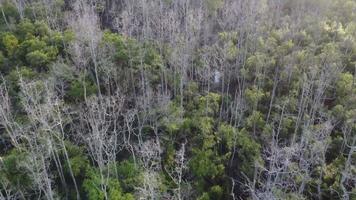 manglar de árbol desnudo seco en el bosque video