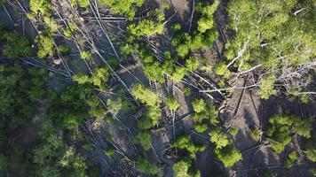 antenn rotera och fallande titta på döda torra mangroveträd video