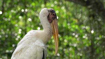 Close up Milky Stork Mycteria cinerea video