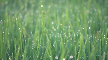 A spider is climb at green paddy field leaves. video