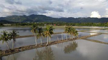 movimiento cinematográfico hacia la palmera de coco en la inundación video