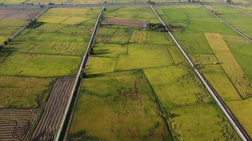 Aerial view yellow reap paddy field video