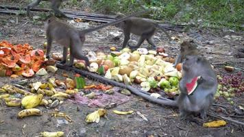macacos comem a fruta no chão. video