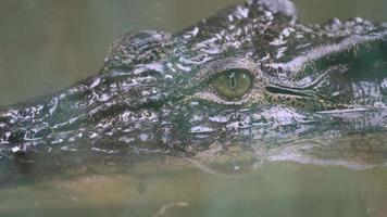 feche o olho do crocodilo estuarino