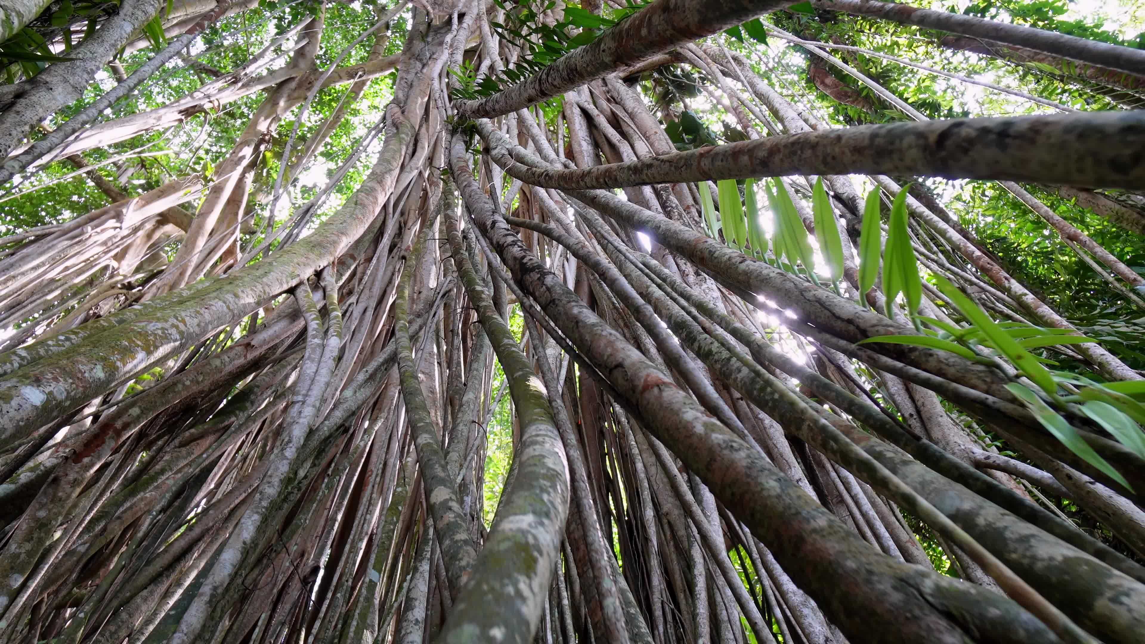 Slowly move at the tree root of Banyan tree 7658291 Stock Video at Vecteezy