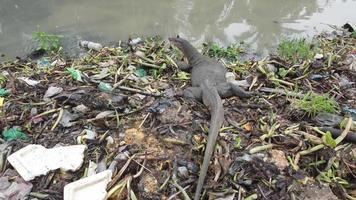 Top view monitor lizard look for food at garbage dump video