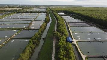 sobrevoo aéreo sobre camarão ou piscicultura. video