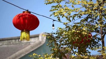 Red oriental lantern near a tree video