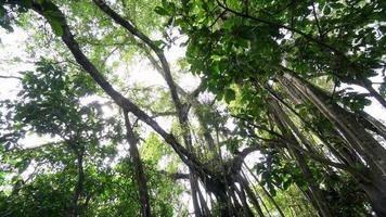 cerca l'albero di banyan nella foresta pluviale. video